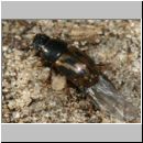 Aphodius cf distinctus - Blatthornkaefer 01a 5mm.jpg